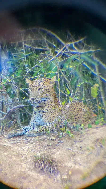 Léopard du Sri Lanka